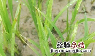 教你怎么自制除草剂 怎么样自制除草剂