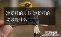 冰粉籽的功效 冰粉籽的功效是什么