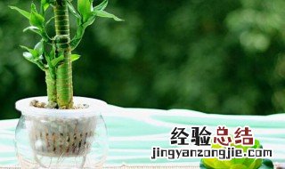 水培绿植怎么施肥 水培绿植技术教程