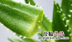 芦荟怎么种植方法视频 芦荟怎么种植