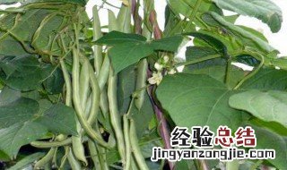 四季豆的种植时间和种植方法 应该如何浇水呢