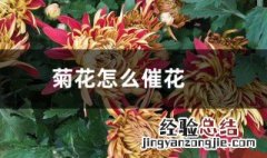 菊花的催花方法 不同节气方法不同