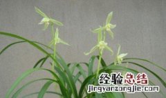 白兰草种植方法 白兰草怎么种