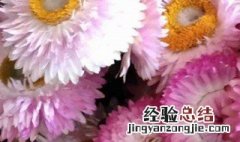 腊菊养殖方法 怎么养蜡菊