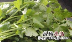 香菜根植方法 怎么根植香菜