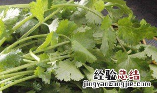 香菜根植方法 怎么根植香菜