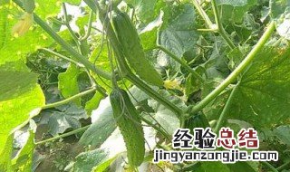 秋黄瓜的种植时间和管理方法 下大雨时应该怎么管理呢