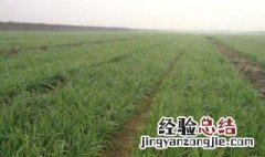 韭菜播种时间和方法 种植有什么需要注意地方呢