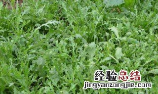 茼蒿在家种植方法 播种是什么时候呢