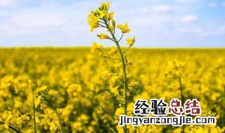 菜籽种植方法 需要提前做什么准备呢