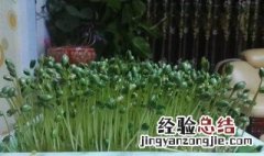 青豆发芽保存方法 青豆发芽能吃吗