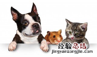 招人喜欢的宠物店名字怎么取 招人喜欢的宠物店名字