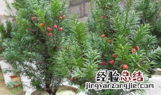 北方红豆杉种子育苗的方法 北方红豆杉小苗