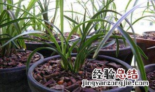 土栽兰花的方法 需要施肥吗
