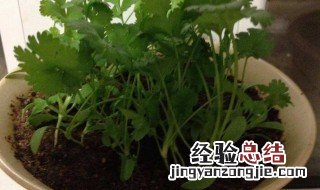 怎样种香菜 选择什么季节好呢