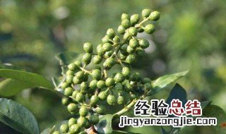 花椒树打药技巧 花椒树打药技巧有哪些