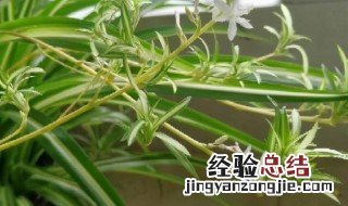 室内绿色植物有哪些种类 室内绿色植物有哪些