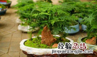 常见的办公绿色植物有哪些 常见的办公绿色植物有哪些图片