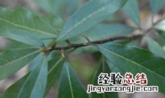 樟树是什么茎植物 樟树属于什么植物它的茎叫作