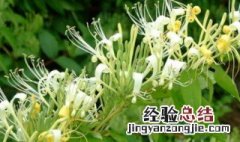 金银花怎么种植才能成活 金银花怎么种植