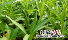 空心菜种植时间和方法 空心菜种植时间和方法介绍