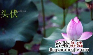 哪一天是头伏 头伏是什么时候