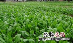 小油菜种植时间和方法 小油菜种植时间和方法分别是什么