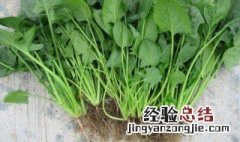 秋菠菜种植时间和方法 秋菠菜种植时间和方法有哪些