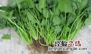 秋菠菜种植时间和方法 秋菠菜种植时间和方法有哪些