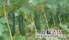 冬瓜什么时候种植最好 冬瓜的种植时间