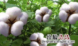 棉花种子怎么种 棉花种子怎么种植方法