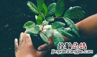 植树节标语口号图片 植树节标语口号