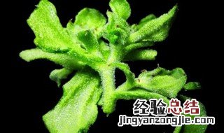 冰草 保存 冰草怎么保存