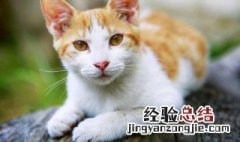 梦见猫和狗代表什么 梦见猫和狗是什么寓意