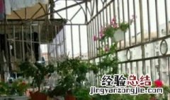 门口养花风水禁忌有哪些呢 门口养花风水禁忌有哪些