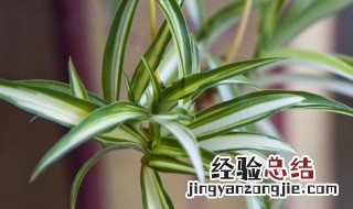 吊兰应该怎么种 吊兰应该怎么种才能活