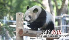 中国有多少大熊猫 中国有多少大熊猫在国外