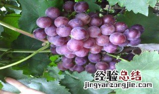 葡萄酒封口方法 葡萄酒封口方法简述
