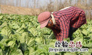 白菜移栽后几天能成活 白菜移栽成活率最高的方法