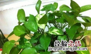 植物风水摆放的禁忌是什么 植物风水摆放的禁忌