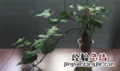 番薯怎么种水培盆栽视频 番薯怎么种水培盆栽