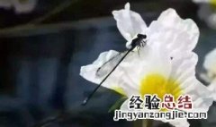 海菜花可以种吗 你认识海菜花吗