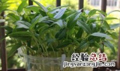 盆栽绿豆怎么种植方法 盆栽绿豆怎么种