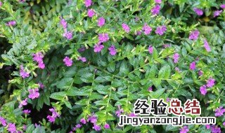 萼距花种植方法 萼距花怎么养