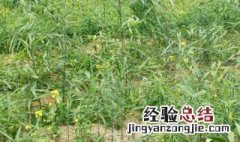 黄金药材怎么种植技术 黄精怎么种植