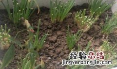 泡沫箱种菜籽方法教程图 泡沫箱种菜籽方法教程