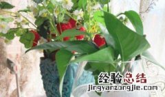 玻璃翠可以放卧室吗 花卉玻璃翠能放家里吗