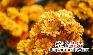 一株菊花能净化多少空气 菊花可以净化空气吗