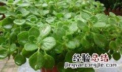 碰碰香植物养殖方法 碰碰香植物怎么养