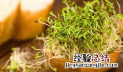 豆芽是怎么种的 怎么种豆芽菜